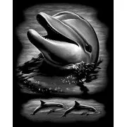 Folie do wydrapywania - Delfin 22 x 30 cm